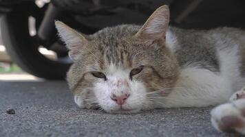 Stray cat on the asphalt resting in the shade video