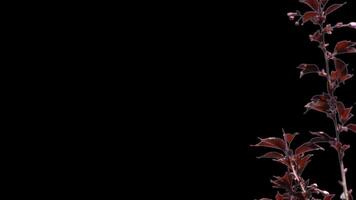 Sakura tree branch with red leaves transparent background video