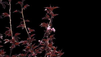 Red leaves on sakura tree branches transparent background video