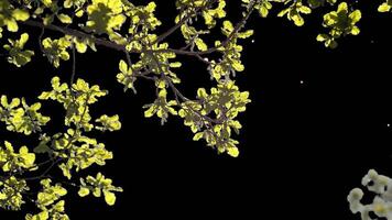 Tree branch with light green leaves transparent background video