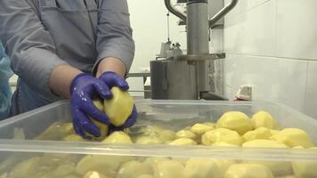 The cook loads washed potatoes into a vegetable cutter video