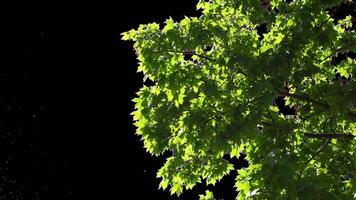 Part of a tree branch with leaves video