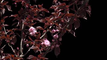 Red flowers and leaves on sakura tree branches transparent background video