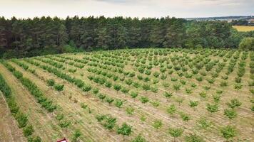 Hazelnut trees rows agriculture cultivation field, growing raw ripe hazel nuts, harvest autumn time video