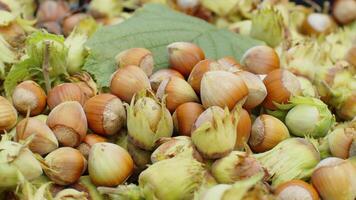 Close-up of ripe hazelnuts in nutshells drying, raw fresh picked nuts fruit, harvest autumn time video