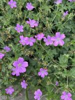Ornamental display of purple Geranium flowers surrounded by foliage as background. photo