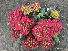 Hydrangea macrophylla flower shrub with Green foliage, macro photography photo