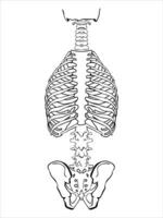 A human spine on a white background. The structure of the human spinal column. Correct posture of the musculoskeletal system. World Spine Day in October. vector