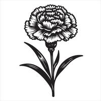 White Carnation Drawing vector