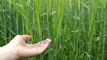 A hand gently touches young wheat plants in a green field, symbolizing care, sustainable agriculture, and the human connection to nature photo