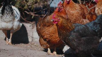 Free-range one white domestic rooster chicken on a small rural eco farm, hen looking at camera video