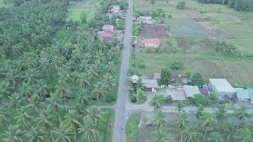 Aerial View of Lush Palm Tree Landscape with Homes and Fields in a Tropical Setting video