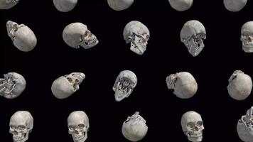 human skull Falling and rotating 3d render loop animation on black background video
