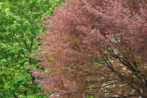 A vibrant display of red and green leaves on trees create a stunning contrast in nature. photo
