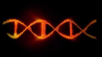 Animation of the DNA double helix structure in gold and red, showing its twisted ladder structure in looping motion. video