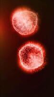 Studying bacteria through a microscope. Abstract animation of moving red bacteria for any medical, technological and similar projects. video