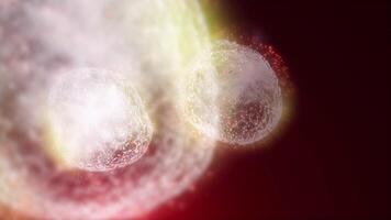 Studying bacteria through a microscope. Abstract animation of moving transparent light red bacteria for any medical, technological and similar projects. video