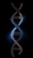 An animation of the DNA double helix structure in blue and brown, showing its twisted ladder structure in looping motion. video