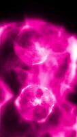 Studying bacteria through a microscope. Abstract animation of moving bright pink bacteria for any medical, technological and similar projects. video