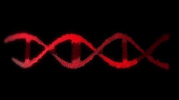 Animation of the DNA double helix structure in red, showing its twisted ladder structure in looping motion. video