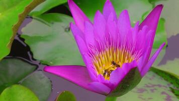 bright purple water lily flower in which bees collect nectar, close-up. video
