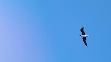 Summer black headed seagulls flying through cloudless azure sky. Stunning close up footage of coastal birds in flight for nature documentaries and travel reels. Cinematic scene with warm filter video
