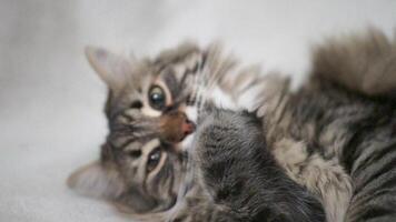 A cat is licking its paw and looking at the camera video
