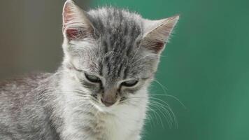 Kitten Grey White Portrait Closeup - A close-up portrait of a grey and white kitten. The image is likely taken indoors as the background is a blurred out wall. The kitten is looking to the side and video