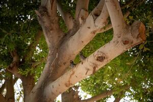 Two Common Myna chicks with open beaks perched on tree branch, calling for food outdoors photo