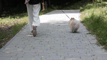 pessoa caminhando fofo cachorro em floresta caminho. traseiro Visão do uma pessoa passeando com uma pequeno fofo cachorro em uma trela ao longo uma pavimentou passarela através uma pacífico verde parque video