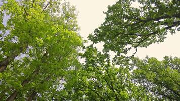Green tree canopy view against bright sky. Looking up at lush green tree branches forming a natural canopy under a bright, overcast sky during spring or summer video