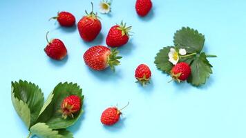 parte superior ver de rojo fresas con un azul antecedentes video