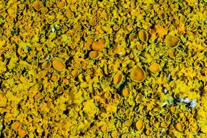 Xanthoria parietina, reproductive organs with spores of apothecia and perithecia on lichen in autumn photo