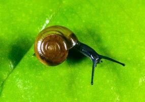 Oxychilus translucidus, Stylommatophora, Zonitidae, small mollusk with a transparent yellow shell on a green leaf. photo