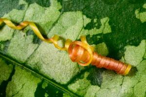 A tendril of a climbing plant that did not catch on a support and curled into a spiral. photo