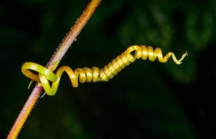 A tendril of a climbing plant that did not catch on a support and curled into a spiral.. photo