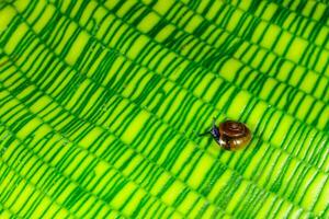 Oxychilus translucidus Stylommatophora, Zonitidae small mollusk with a transparent yellow shell on a green leaf of a plant photo