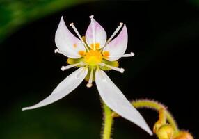 Creeping saxifrage, strawberry saxifrage Saxifraga stolonifera, original asymmetrically arranged flower of a tropical plant blooming in a greenhouse photo