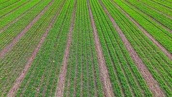 Aerial view of green crop rows on farmland. Top-down of neatly planted green crops growing in symmetrical rows on agricultural land during spring or early video