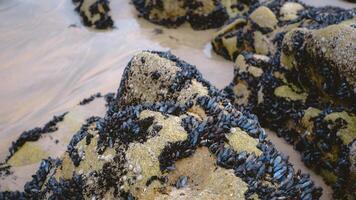 Close-up of coastal rocks covered with clusters of mussels and barnacles at low tide photo
