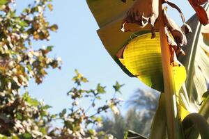 Banana leaves close-up. Nature background. photo