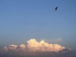 Fluffy pinkish clouds at sunset with a bird soaring above. photo