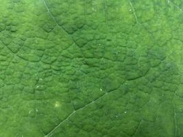 Green leaf surface highlighting natural vein patterns. Leaf texture macro shot. photo