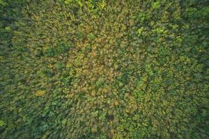 Aerial view of a autumn forest photo