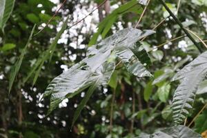 A close up of a leafy plant with leaves photo