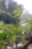 A plant with leaves and stems in the sunlight photo