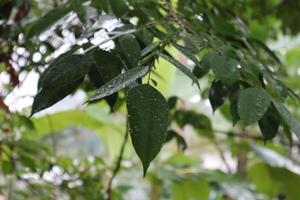 Raindrops on the leaves of a tree photo