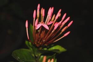 pink flowers on black background photo