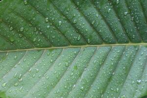 A close up of a leaf with water drop photo