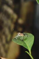 A bug on a leaf photo